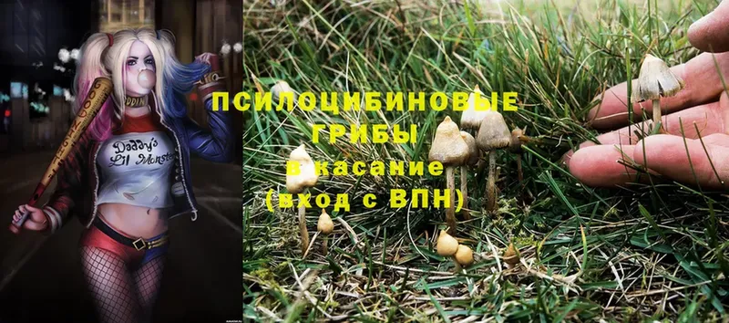 Галлюциногенные грибы Psilocybine cubensis  Заозёрный 